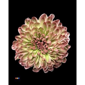 Chr T Altaj Hortensia