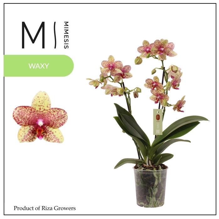 <h4>Phalaenopsis Grosseto 2 spike – 12cm | Mimesis</h4>
