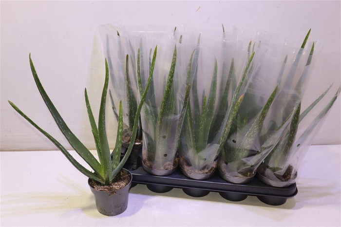 <h4>arr8 Aloe Vera</h4>