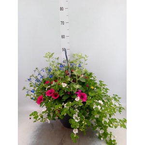 Hanging plant   ...