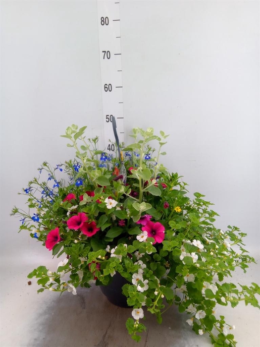 <h4>Hanging plant   ...</h4>