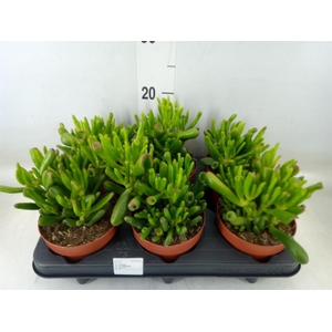 Crassula ovata 'Hobbit'