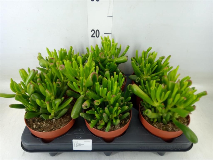 <h4>Crassula ovata 'Hobbit'</h4>