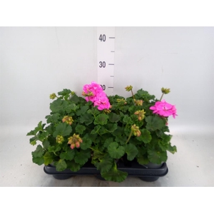 Pelargonium zona.   ...F1