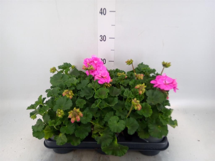 <h4>Pelargonium zona.   ...F1</h4>