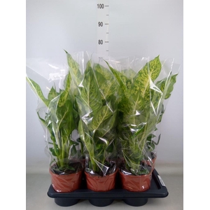 Dieffenbachia  'Mars'