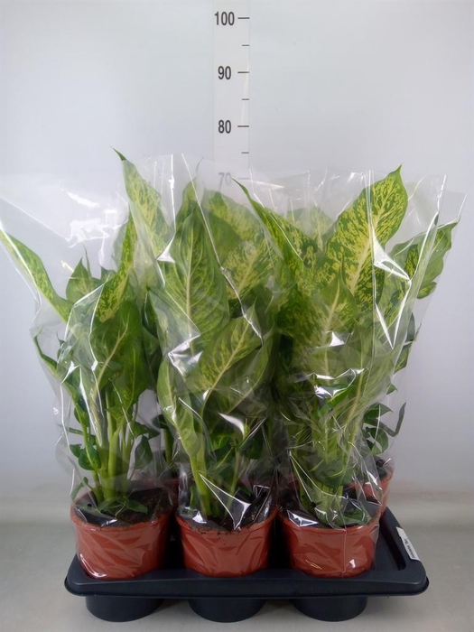 <h4>Dieffenbachia  'Mars'</h4>