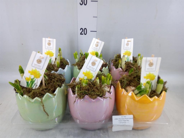 <h4>Arr. Narcissus Tete Tete H%</h4>