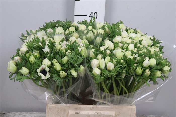 <h4>Anem Co Mar Panda</h4>