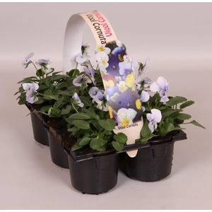 Viola Co Licht Blauw Sixpack