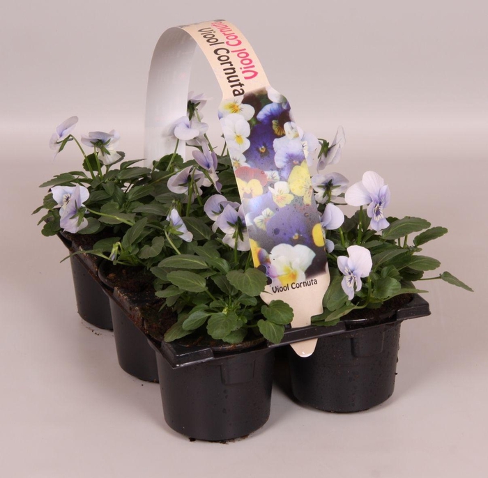 <h4>Viola Co Licht Blauw Sixpack</h4>