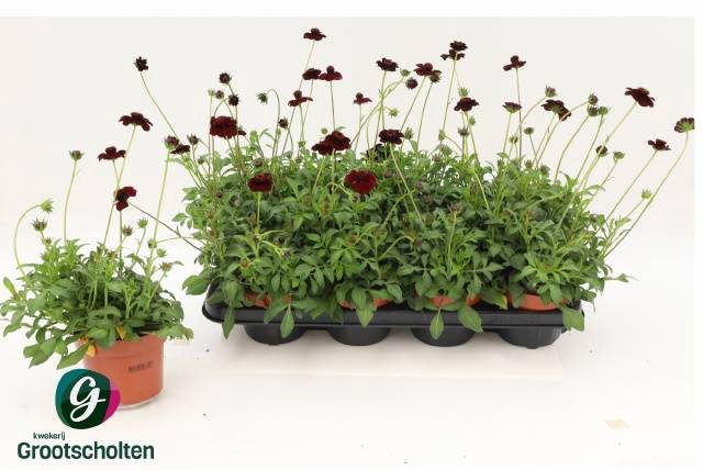 <h4>COSMOS ATROSANGUINEUS P13</h4>
