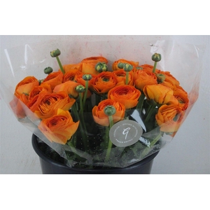 Ran Cloni Sup Lambada