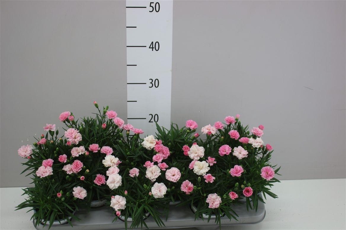 <h4>Dianthus I Love U</h4>
