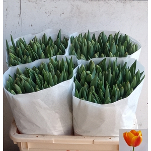 TU EN APELDOORN ELIT