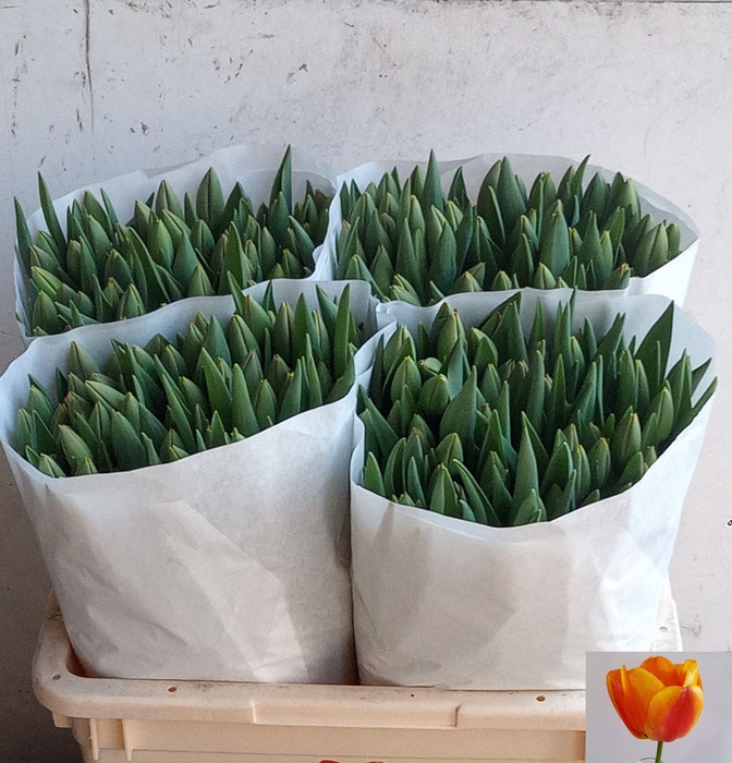 <h4>TU EN APELDOORN ELIT</h4>