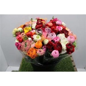 Ranunculus Eleg Mix Rainbow