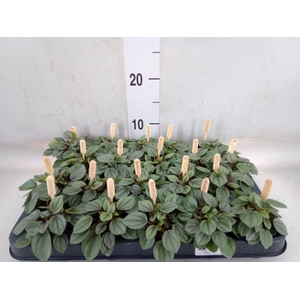 Peperomia