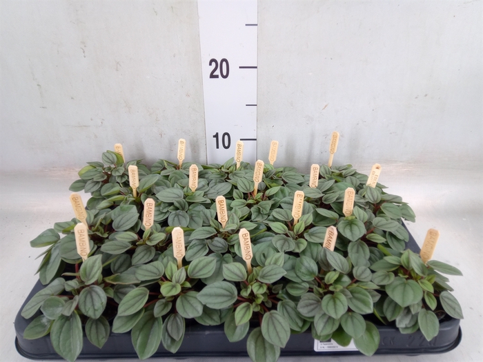 <h4>Peperomia</h4>