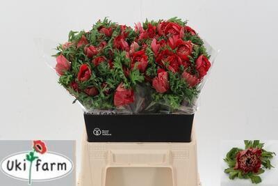 <h4>Anem Levante Rosso</h4>