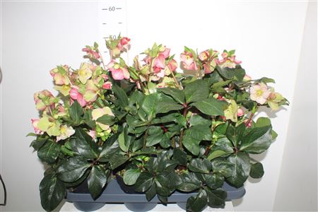 <h4>Hell Hgc Ice R Carlo 15 Bloemen+</h4>