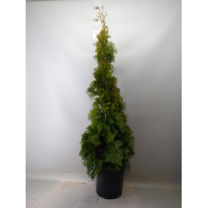 Thuja occid. 'Smaragd'