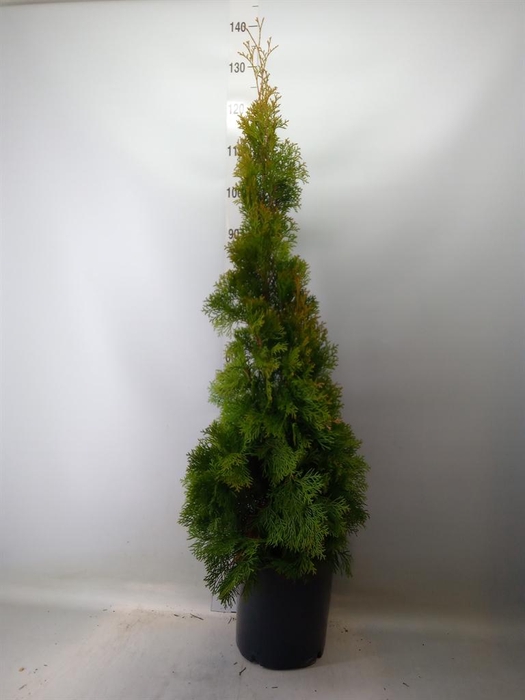 <h4>Thuja occid. 'Smaragd'</h4>