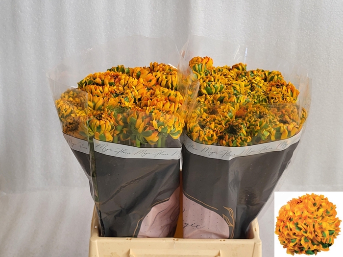 <h4>RAN PON PON MERLINO</h4>