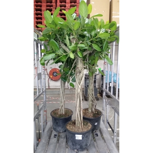Ficus benghalensis 'Audrey'