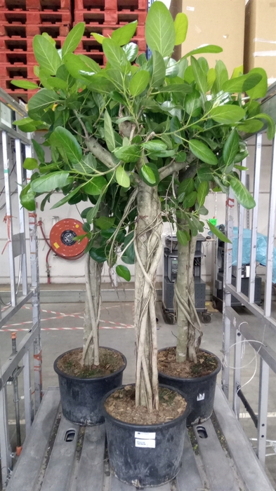 <h4>Ficus benghalensis 'Audrey'</h4>
