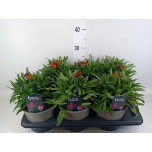Erysimum linifolium