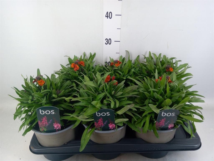 <h4>Erysimum linifolium</h4>