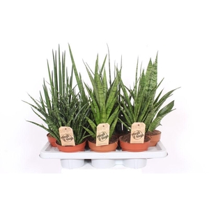 Sansevieria Luxe mix