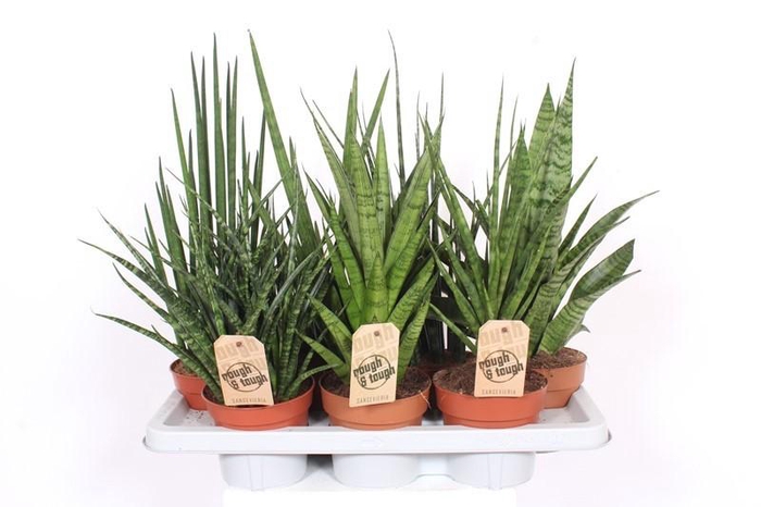 <h4>Sansevieria Luxe mix</h4>