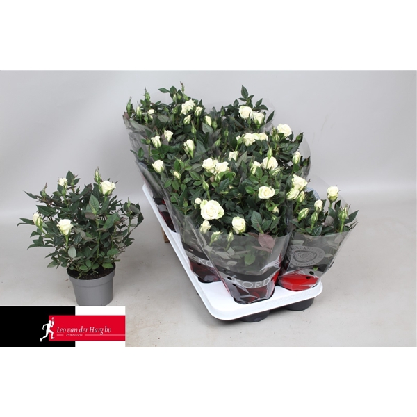 <h4>Rosa Kordana Alaska (Wit)</h4>