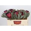 Protea Barbigera Ruby Princess Air