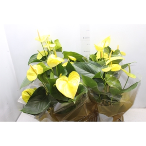 ANTHURIUM COLOURS AMARELO P17
