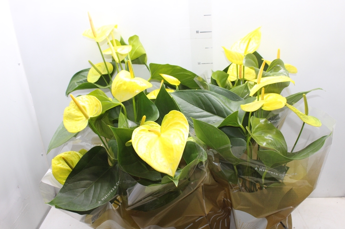 <h4>ANTHURIUM COLOURS AMARELO P17</h4>