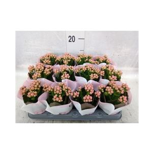 Kalanchoe  'MoreFlow Lillian'