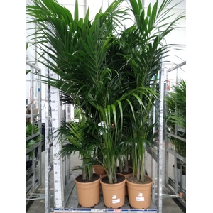 Howea forsteriana