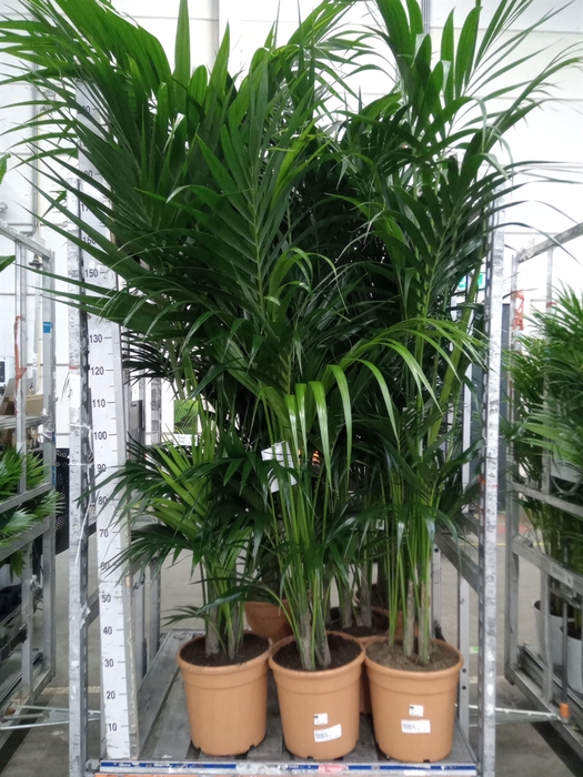 <h4>Howea forsteriana</h4>