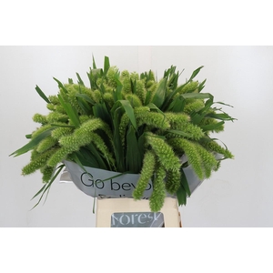 Setaria Italica Volle Melk