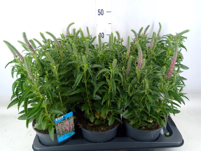 <h4>Veronica spicata</h4>