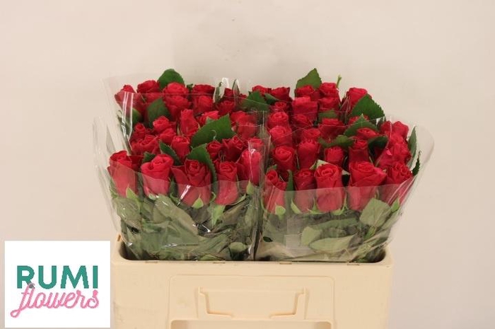 <h4>R GR TACAZZI+</h4>