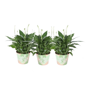 KP-849.6 GR - Spathiphyllum in waterdichte groene smartcup