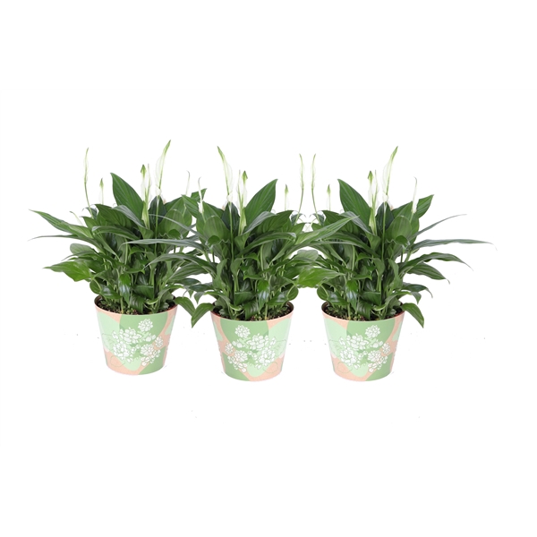 <h4>KP-849.6 GR - Spathiphyllum in waterdichte groene smartcup</h4>