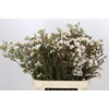Chamelaucium Moonlight Delight