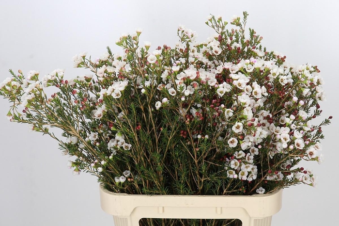 <h4>Chamelaucium Moonlight Delight</h4>
