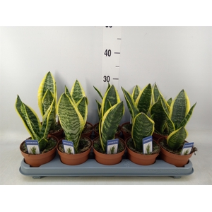 Sansevieria trifa. 'Futura Superba'