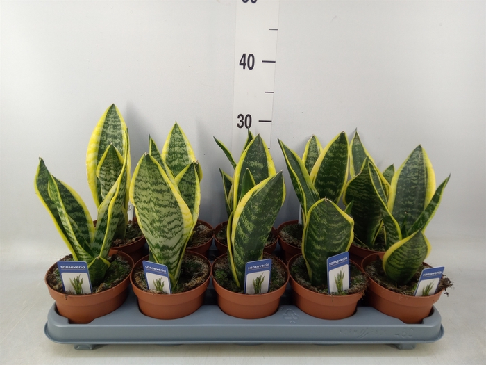 <h4>Sansevieria trifa. 'Futura Superba'</h4>